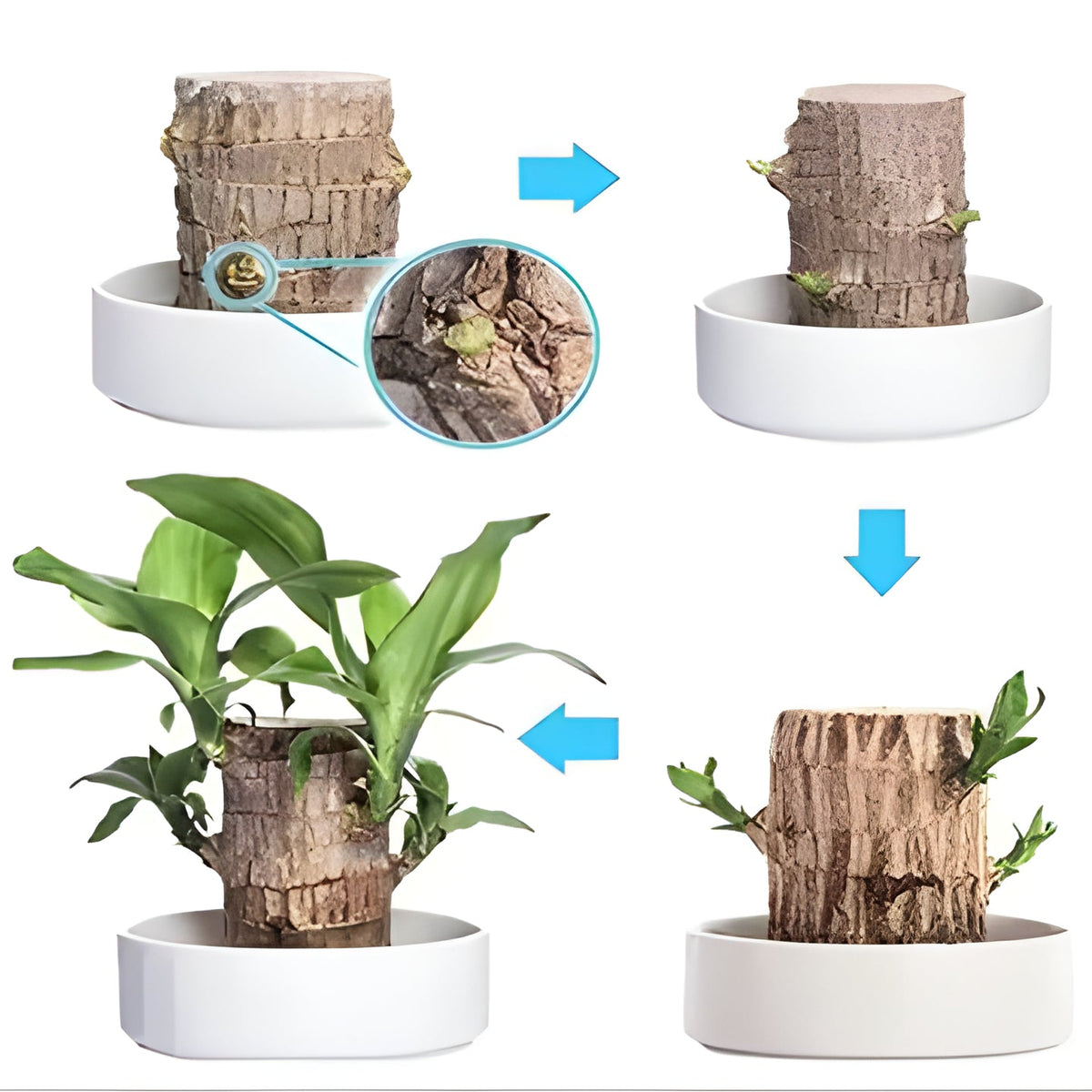 Brazilian Wood Plant with Low Light Care for Desk and Home