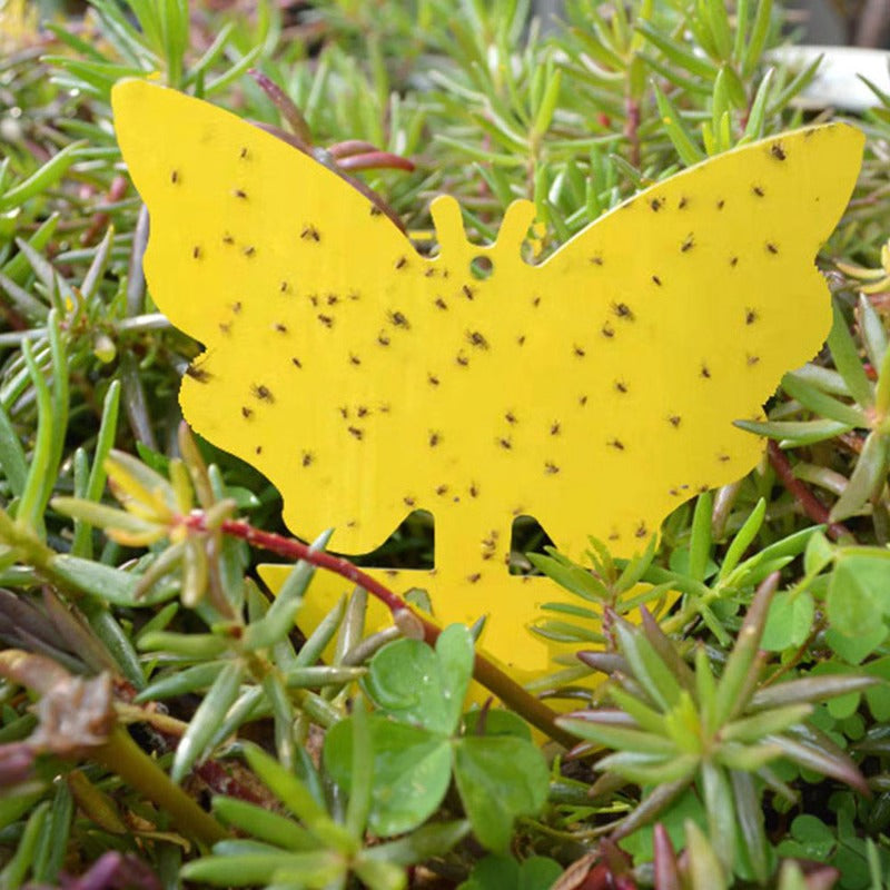 Sticky Glue Trap for Flying Insects and Fungus Gnats
