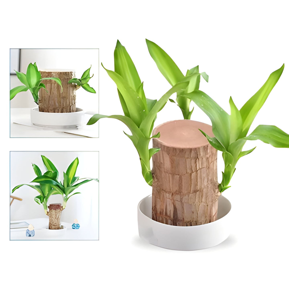 Brazilian Wood Plant with Low Light Care for Desk and Home