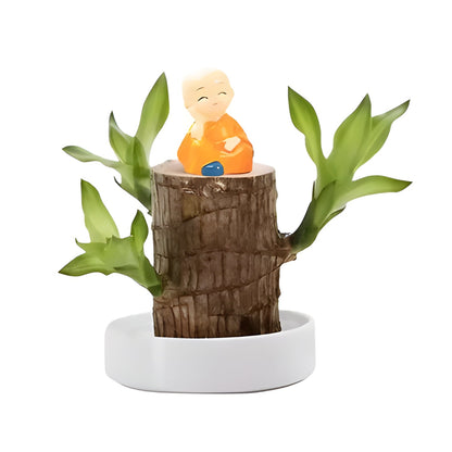 Brazilian Wood Plant with Low Light Care for Desk and Home