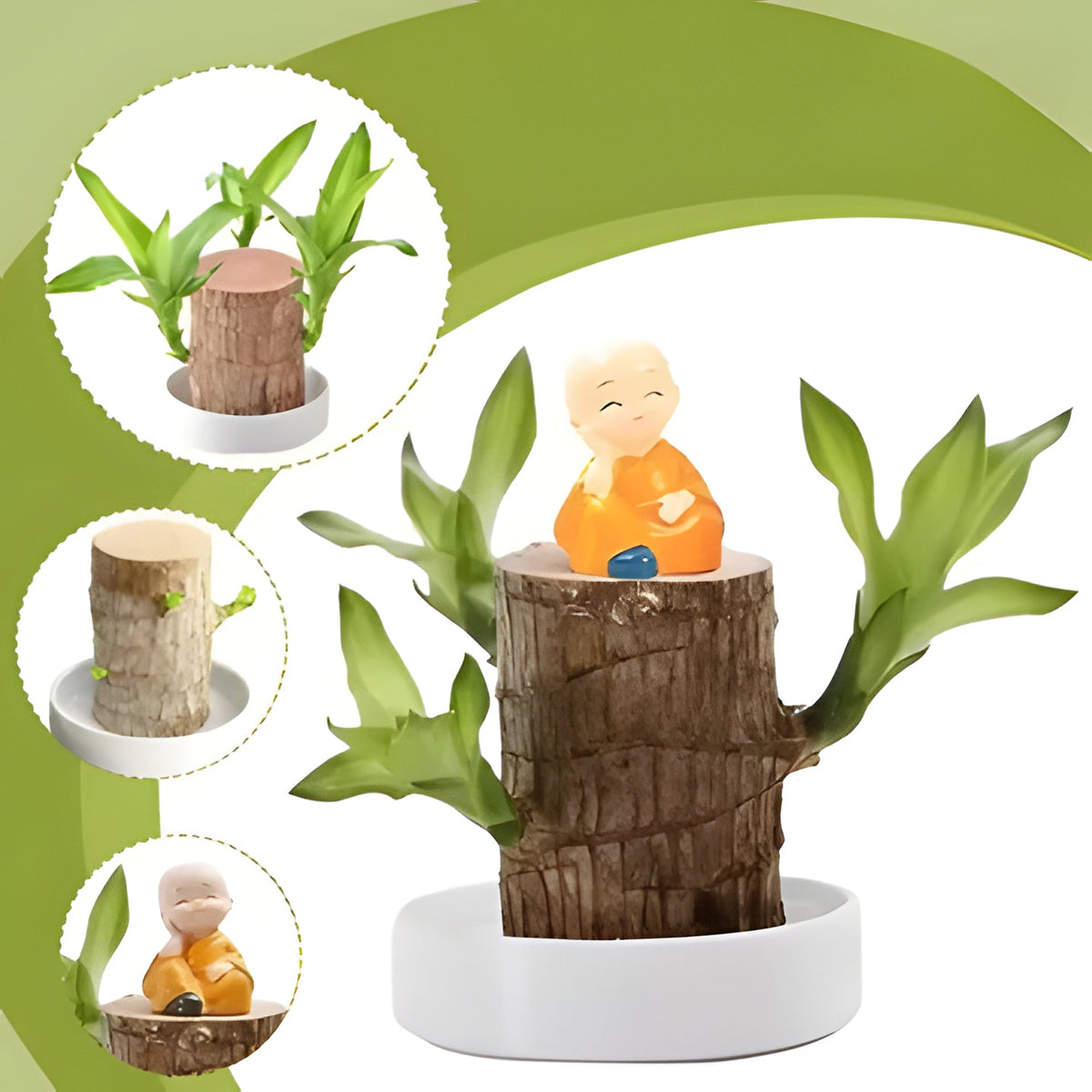 Brazilian Wood Plant with Low Light Care for Desk and Home