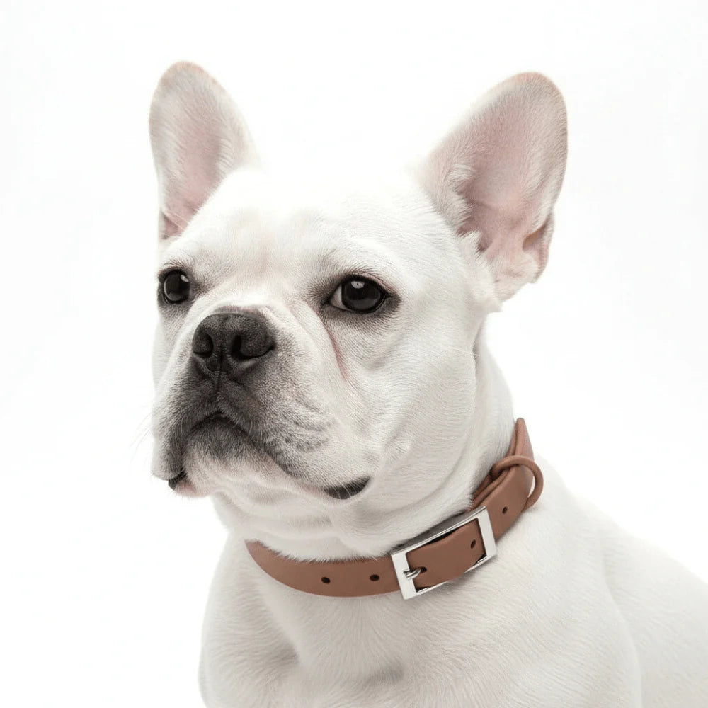 Adjustable Dog Collar with PVC Coating and Polyester Webbing