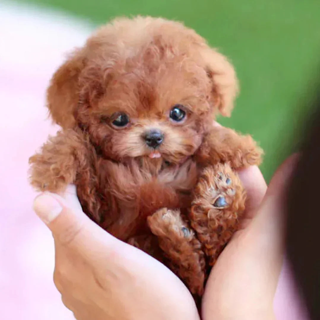 Interactive Plush Robotic Puppy with Touch Activated Movement