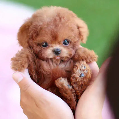 Interactive Plush Robotic Puppy with Touch Activated Movement