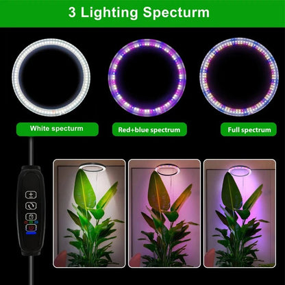 Full Spectrum LED Ring Light with Telescoping Stand and Automated Timer for Indoor Plants