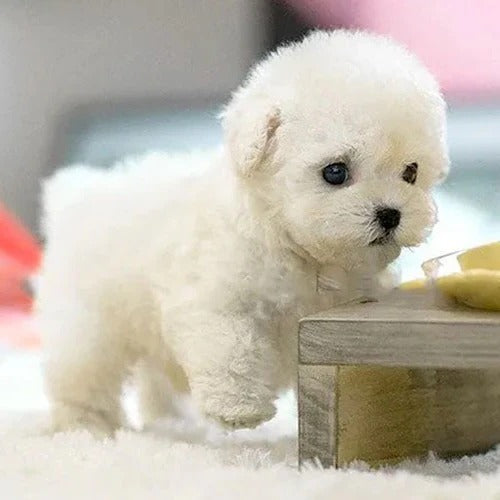 Plush Puppy Toy with Interactive Controls and Walking Barking Sounds