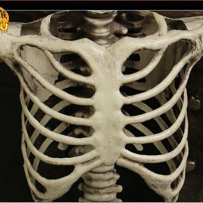 Full Body Skeleton Halloween Decoration with Posable Arms and Legs