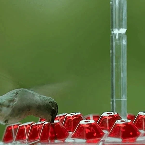 Hanging Hummingbird Feeder with Ant Moat Design
