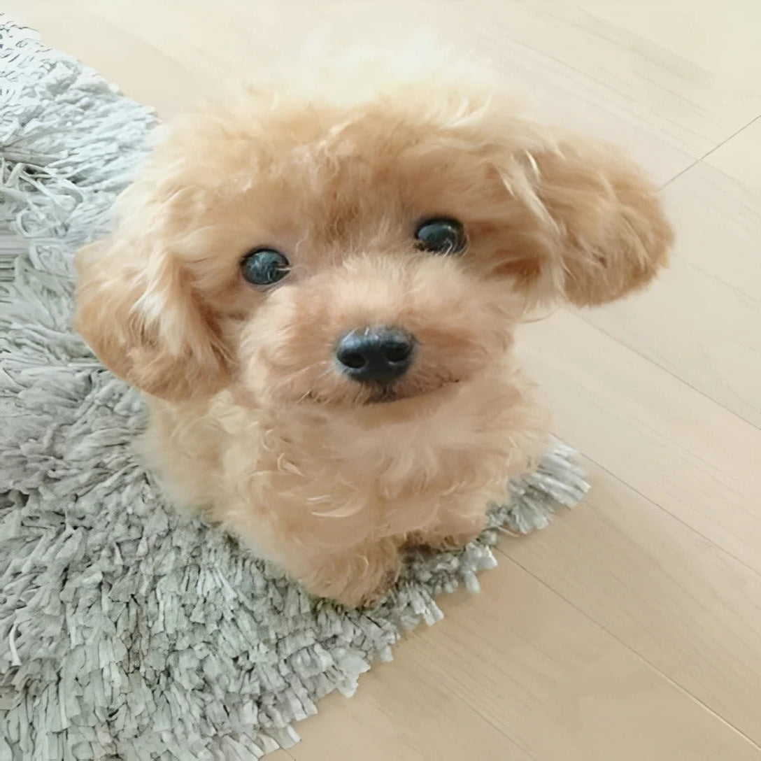 Realistic Plush Teddy Dog with Weighted Body