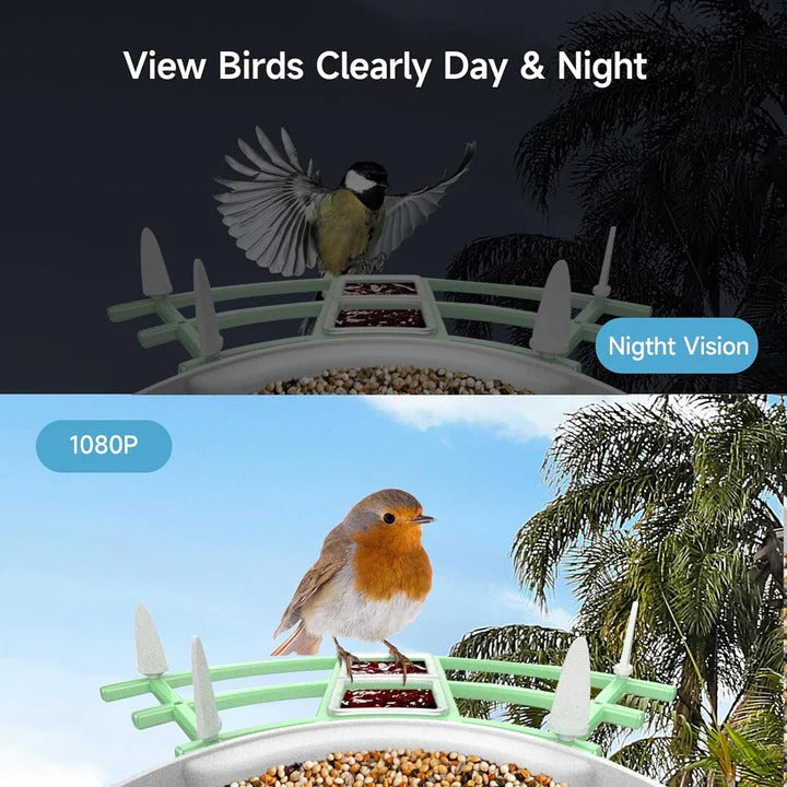 Solar Powered Bird Feeder with Built In Camera