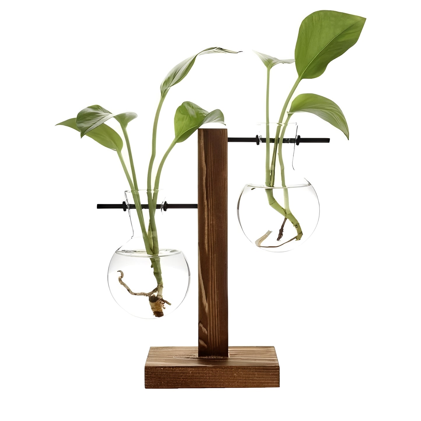 Hydroponic Glass Vase with Wooden Stand