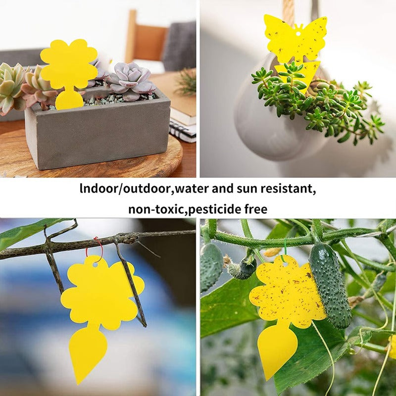 Sticky Glue Trap for Flying Insects and Fungus Gnats