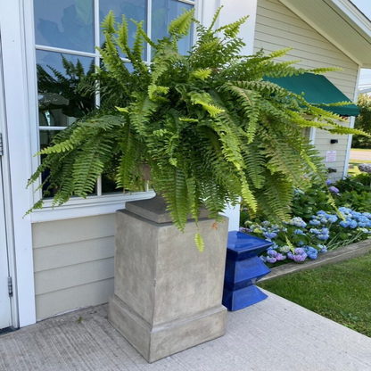 Artificial Boston Fern Set with Polyethylene and Water Resistant Construction, 18 Pack