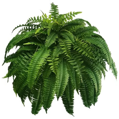 Artificial Boston Fern Set with Polyethylene and Water Resistant Construction, 18 Pack